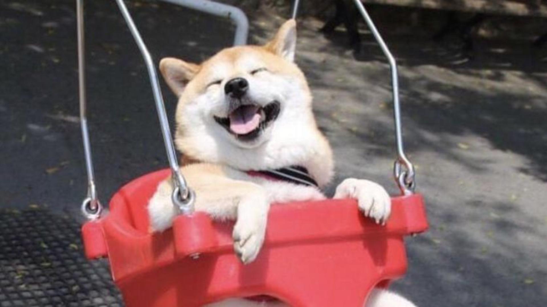 Hình chó shiba cute làm hình nền 