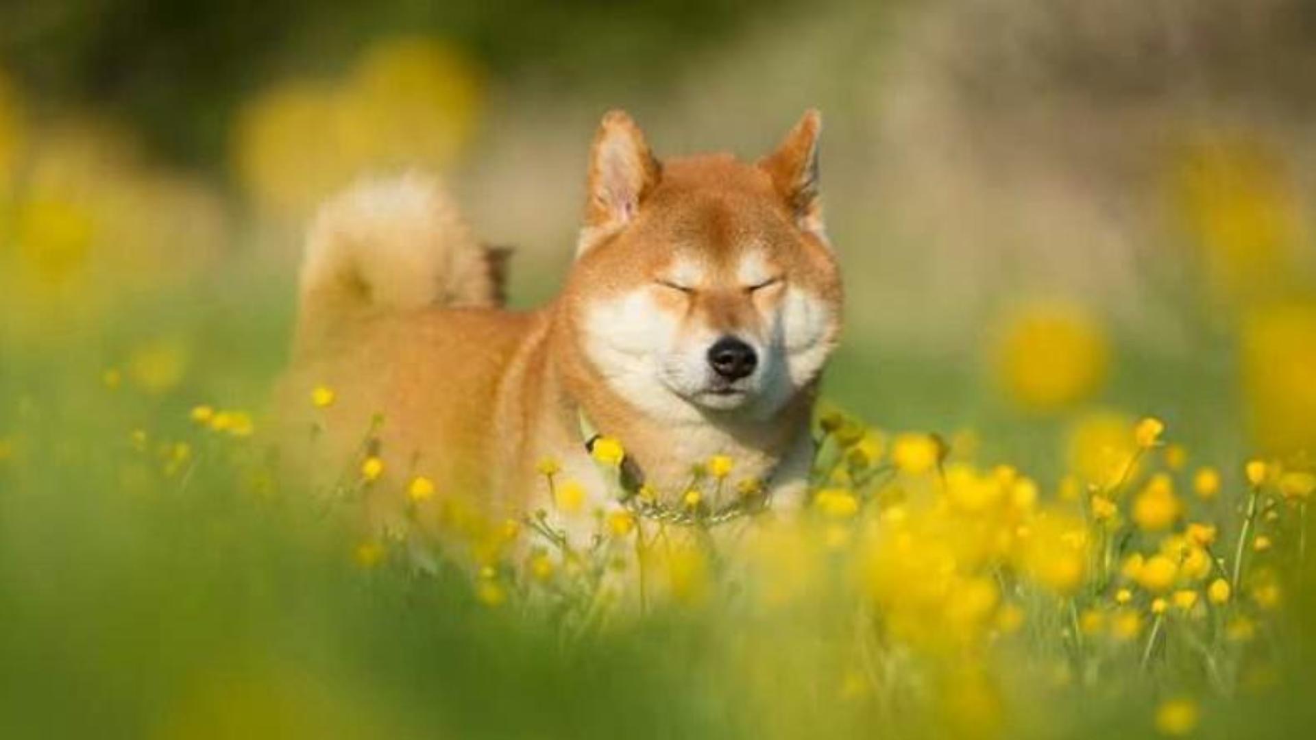 Hình chó shiba cute làm hình nền 