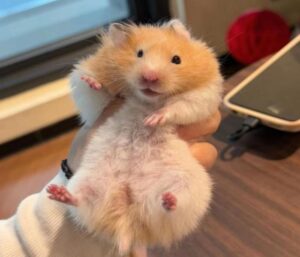 Ảnh chuột hamster nhỏ xíu đáng yêu