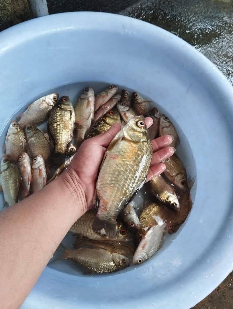 Ảnh cá diếc trong ruộng lúa mùa nước nổi.