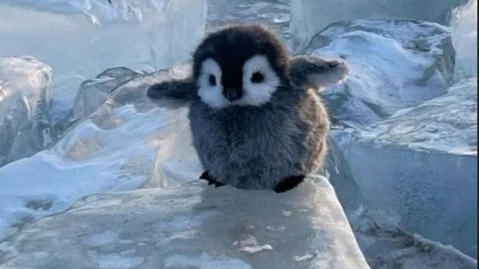 Ảnh chim cute