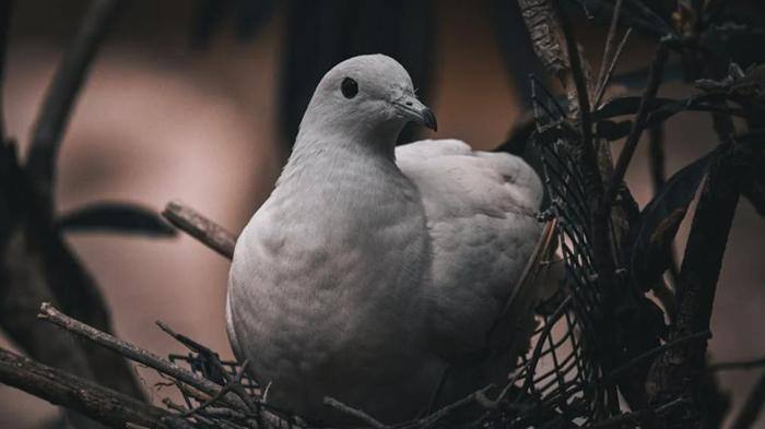 Ảnh con chim cute, đáng yêu