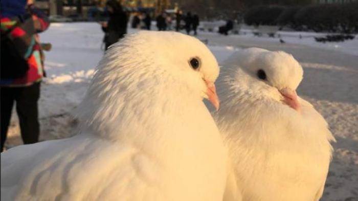 Ảnh con chim cute, đáng yêu