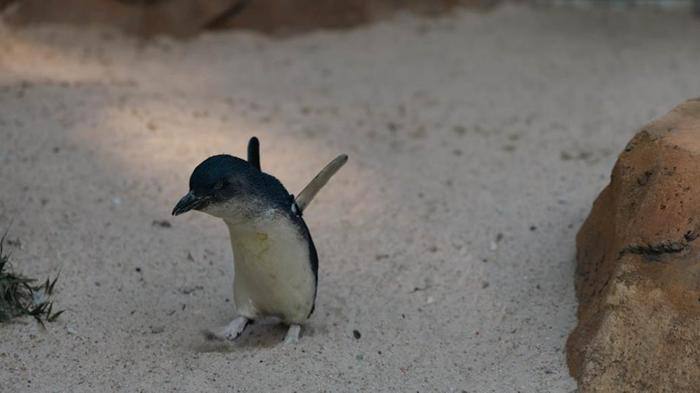 Ảnh chim cute đáng yêu