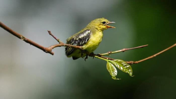 Ảnh con chim cute, đáng yêu