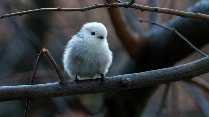 Ảnh con chim cute, đáng yêu