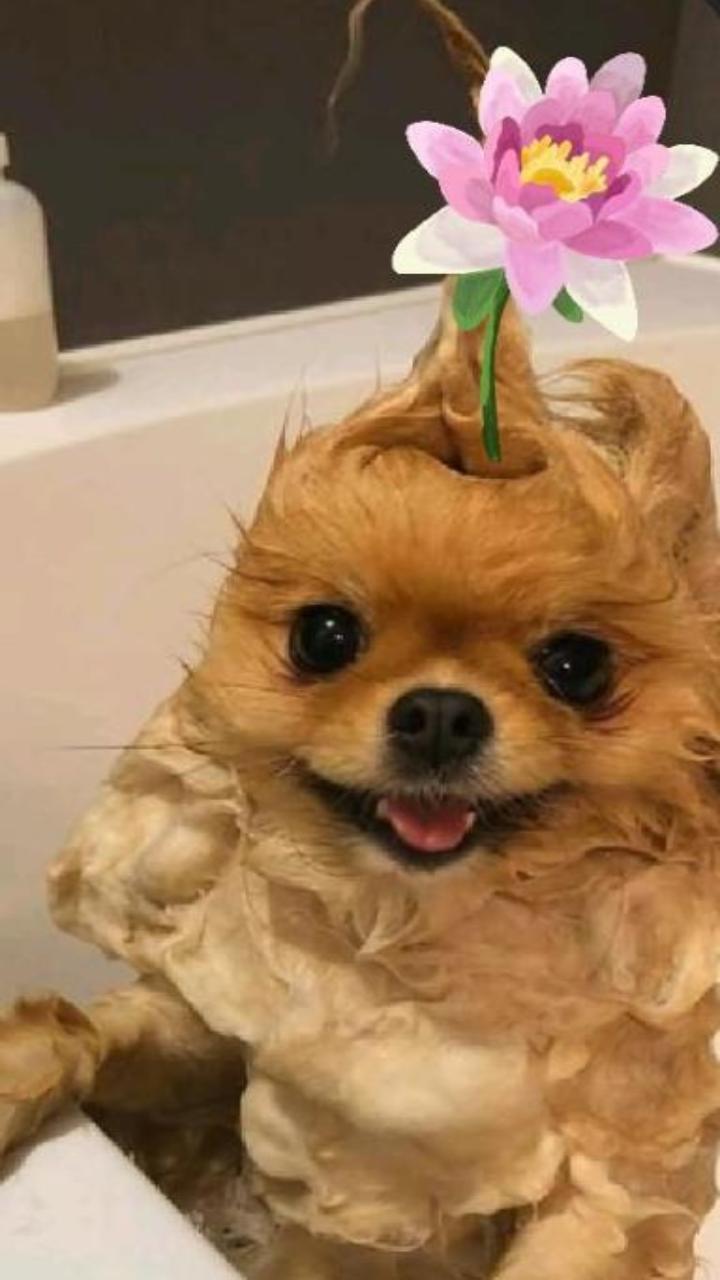 Hình ảnh cún con cute làm hình nền điện thoại 