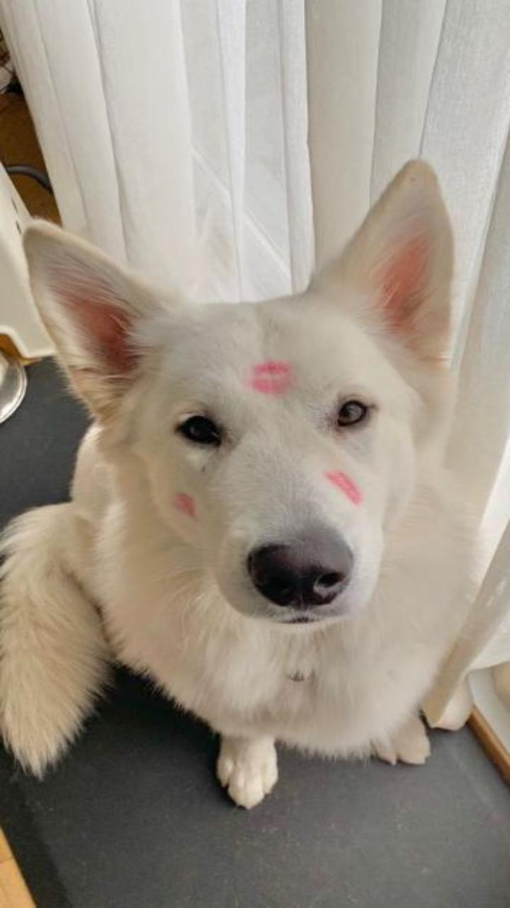 Hình ảnh cún con cute làm hình nền điện thoại 