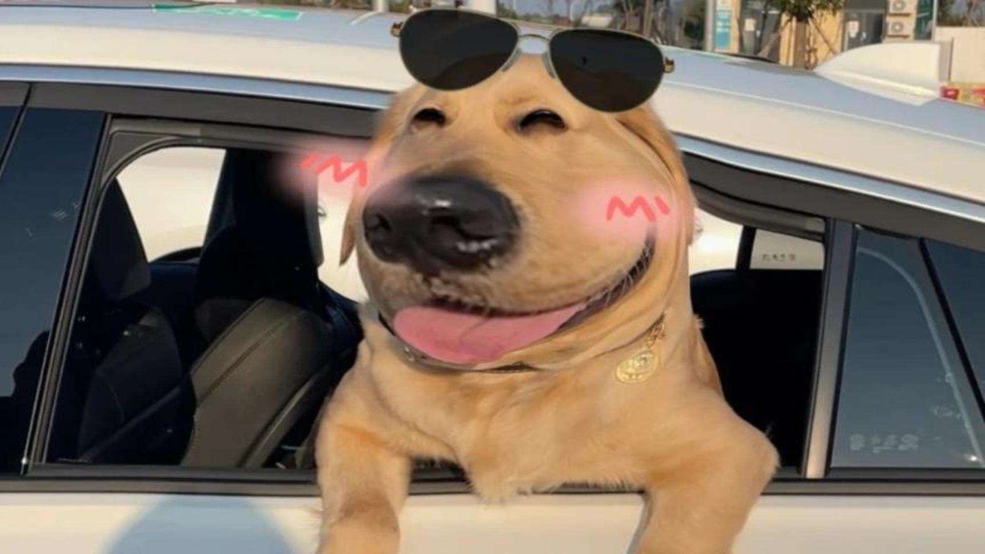 Hình nền chú chó đáng yêu cho máy tính 