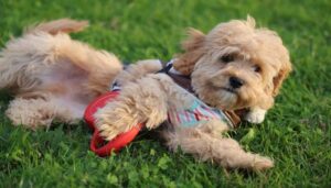 Ảnh con chó cute siêu đẹp