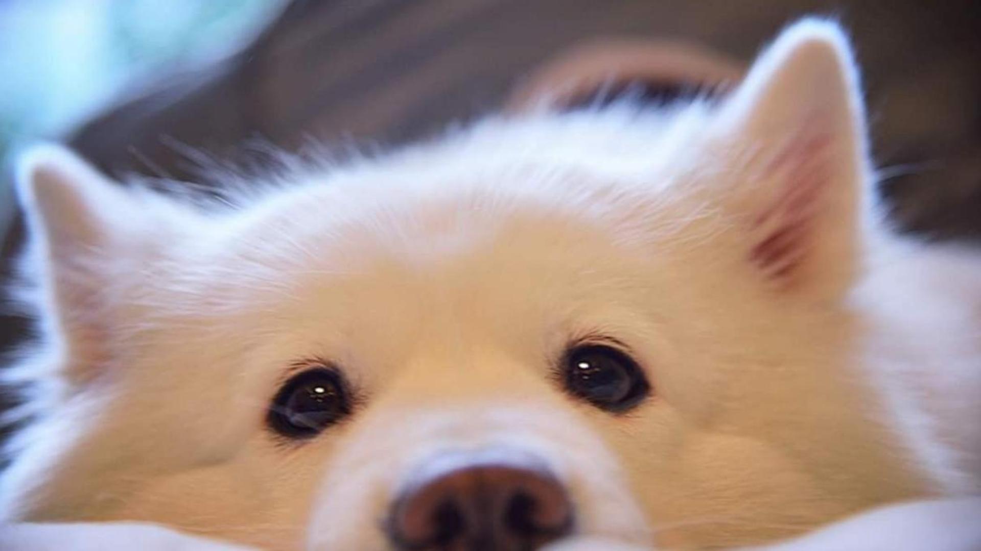 Hình nền máy tính ảnh chú chó cute