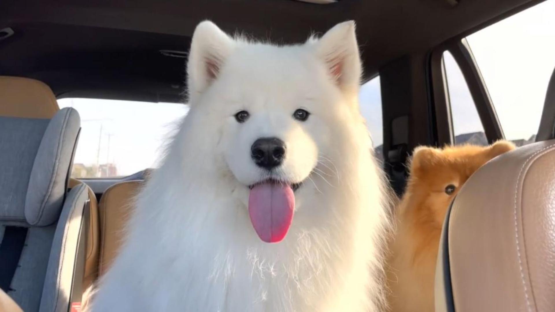 Hình nền máy tính ảnh chú chó cute