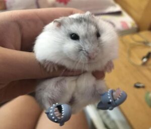 Ảnh chuột hamster đáng yêu