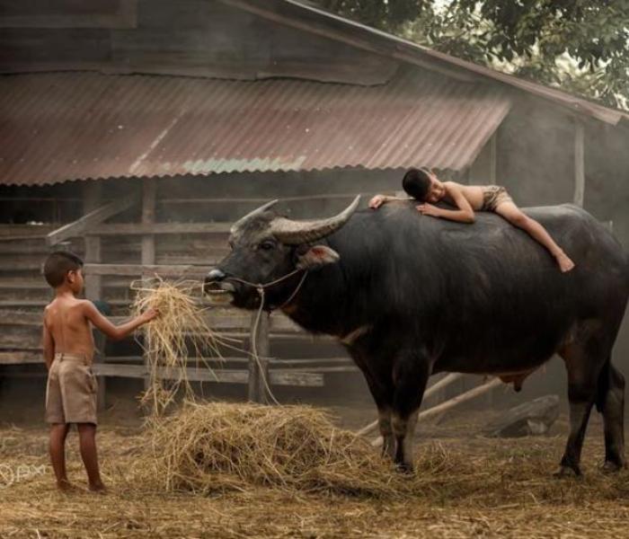 Ảnh con trâu ăn cỏ khoảnh khắc đời thường