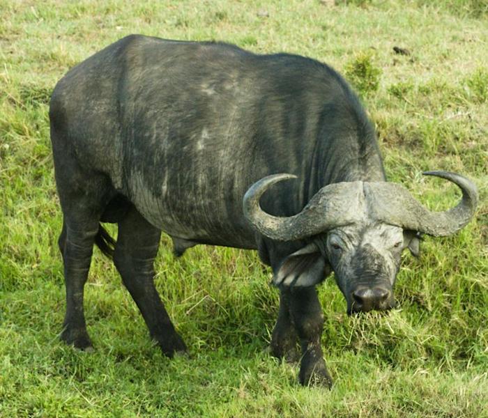 Ảnh con trâu ăn cỏ khoảnh khắc đời thường