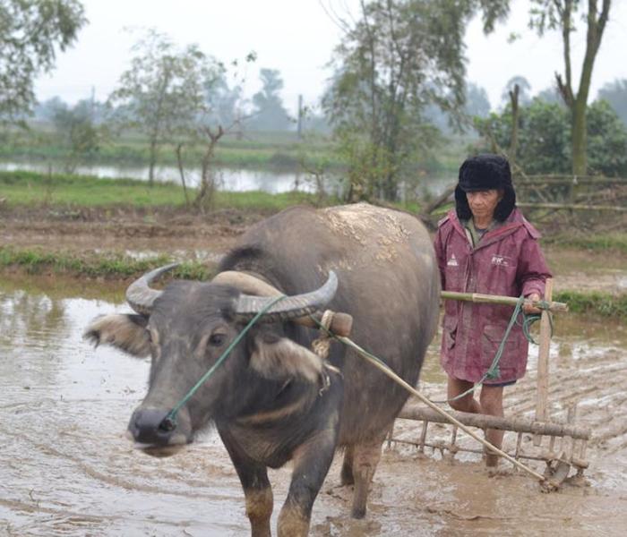 Ảnh trâu cày ruộng 