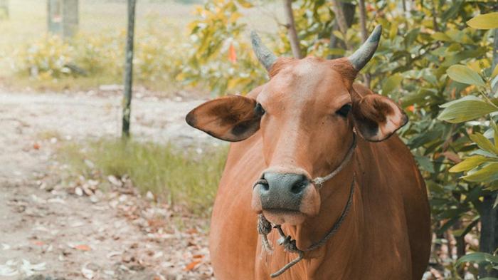 Ảnh động vật cho bé 