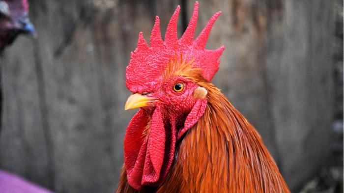 Ảnh động vật cho bé 
