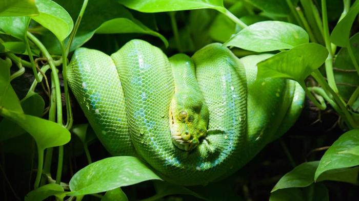 Ảnh động vật cho bé