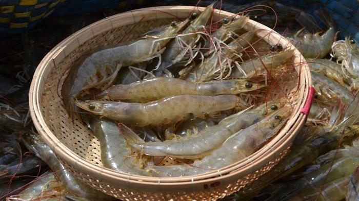 Ảnh động vật cho bé