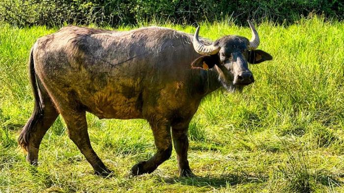 Ảnh động vật cho bé 