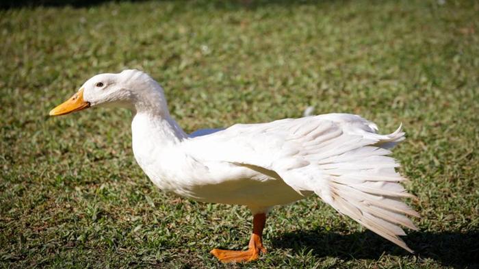Ảnh động vật cho bé 