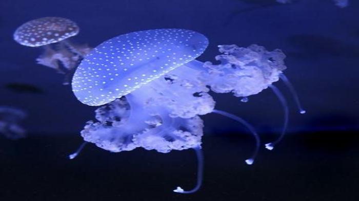 Ảnh Động Vật