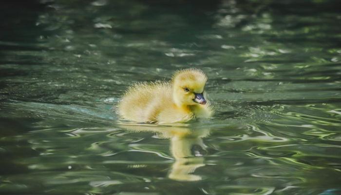 Ảnh Động Vật Cute +99 Hình Ảnh Các Con Vật Siêu Dễ Thương, Đáng Yêu