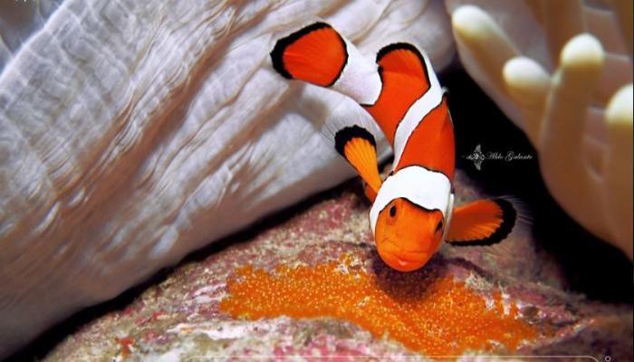 Ảnh Động Vật Dưới Biển