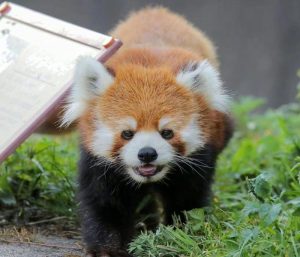 Hình ảnh con gấu mèo đáng yêu