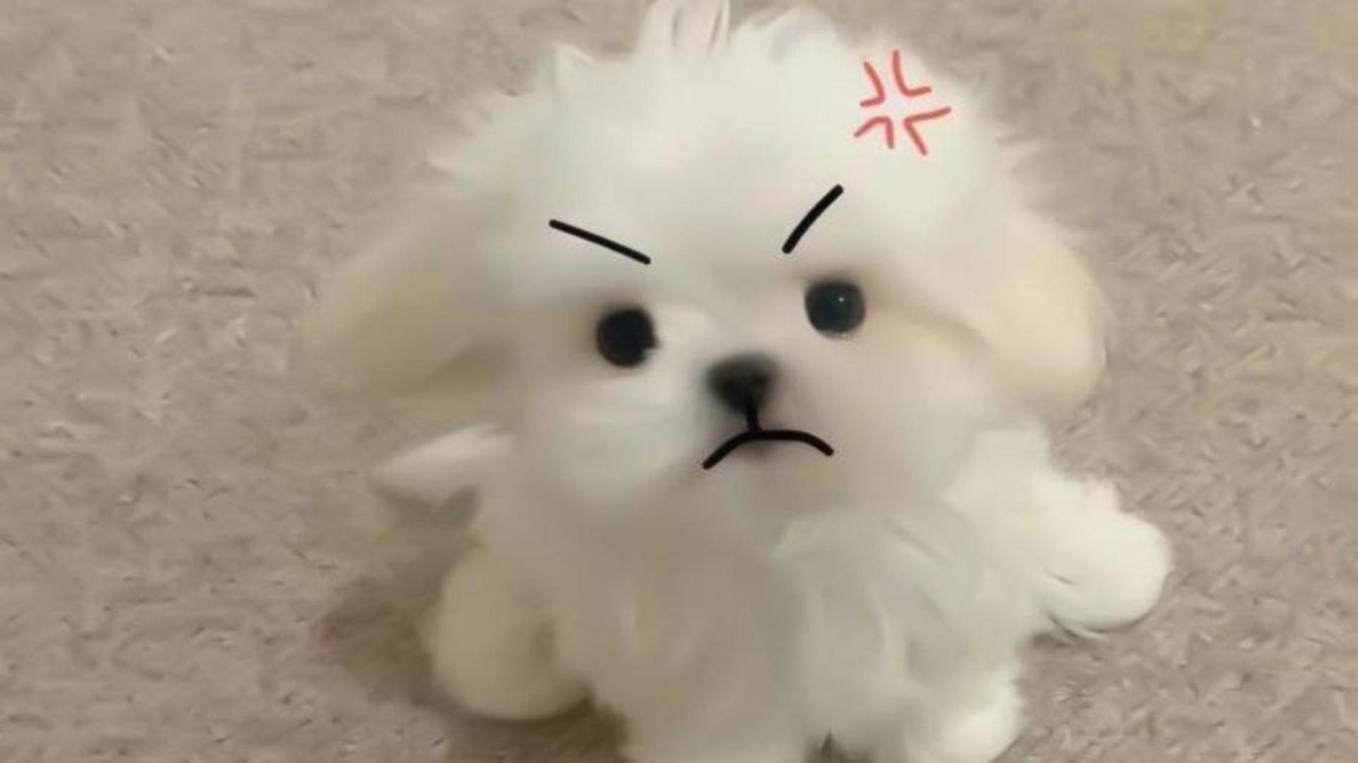 Hình nền chú chó meme hài hước 