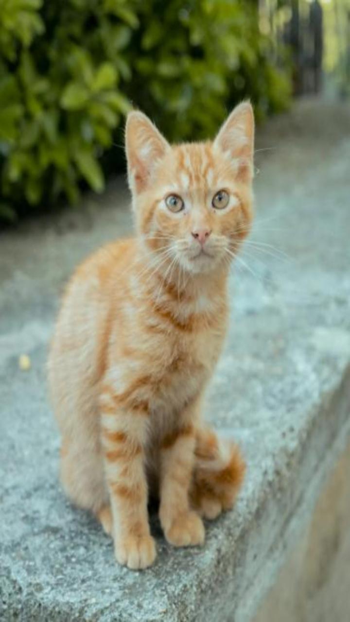 Ảnh mèo vàng cute