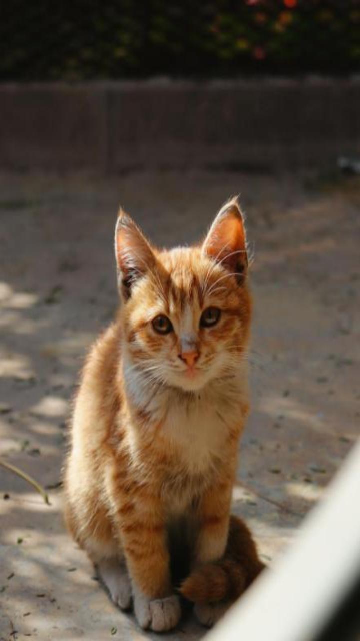 Ảnh mèo vàng cute