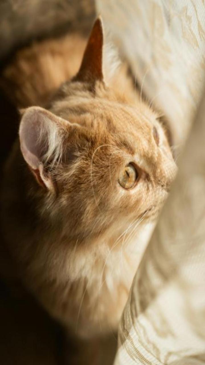 Ảnh mèo vàng cute