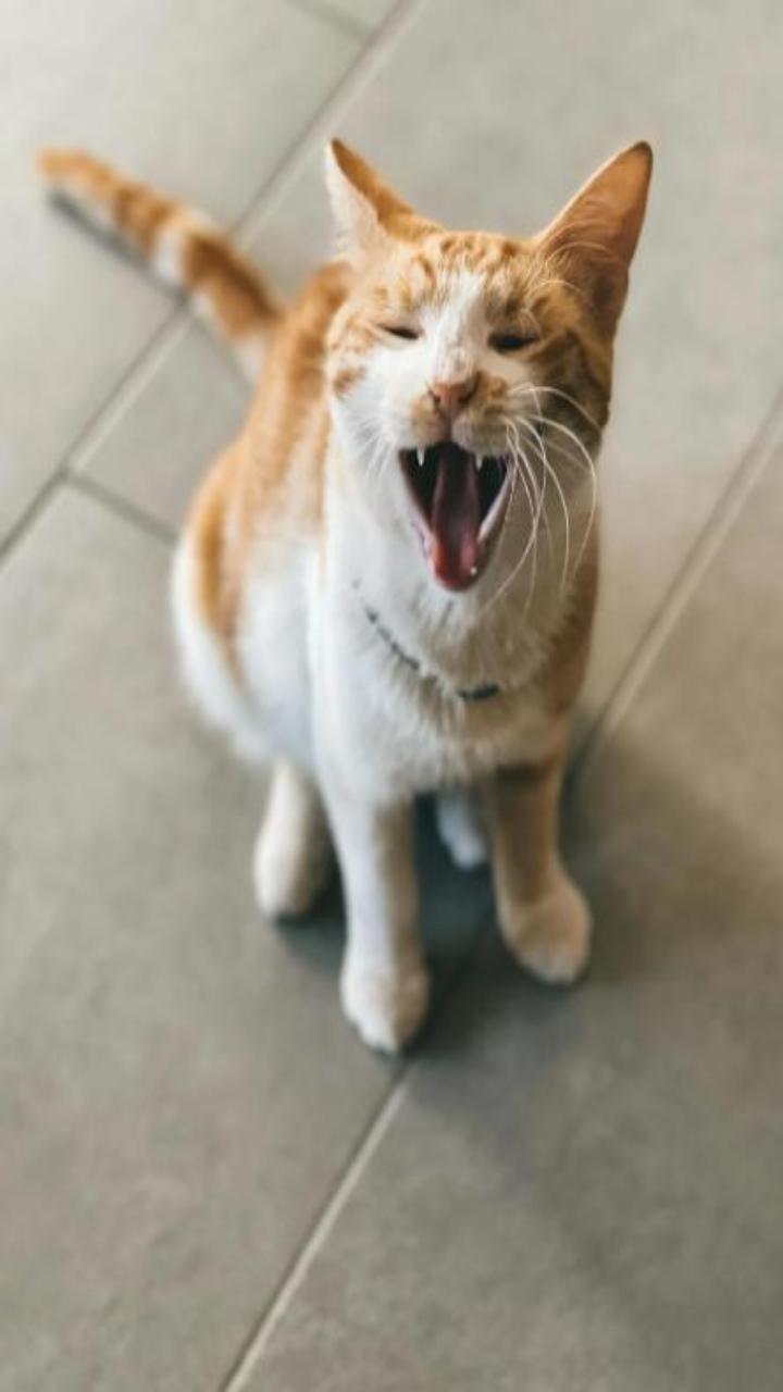 Ảnh mèo vàng cute