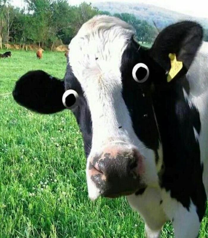 [Ảnh Bò Meme] +105 Hình Ảnh Chế Hài Hước Về Con Bò – Ảnh Bò Cười