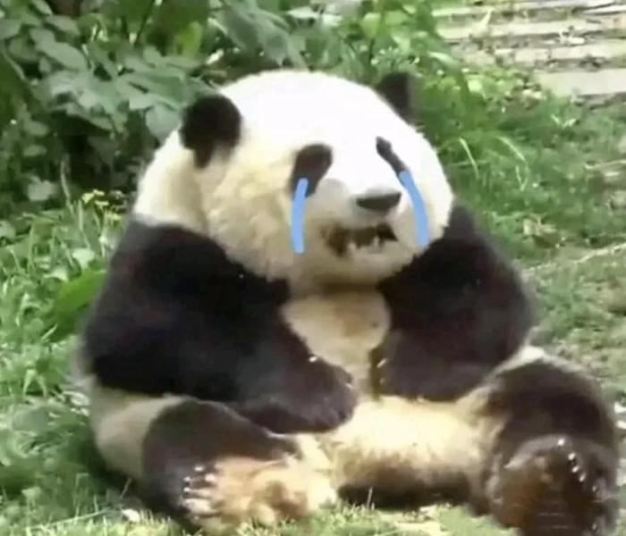 1286 Hình Ảnh Con Gấu Meme Hài Hước, Bựa – Gấu Trúc Meme Vui Nhộn