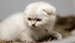 Ảnh mèo con cute