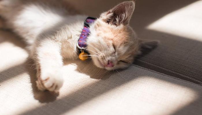[Mèo Ngủ] Khám Phá Bộ Ảnh Đẹp Con Mèo Ngủ Cute, Dễ Thương & Hài