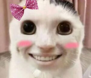 Ảnh mèo cười nhe răng meme siêu hề