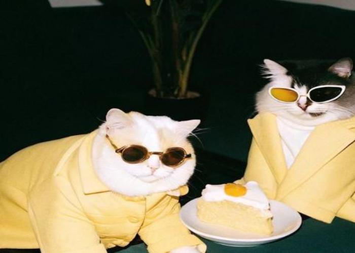 [Mèo Đeo Kính] Top 99 Hình Ảnh Con Mèo Đeo Kính Cool Ngầu, Hài