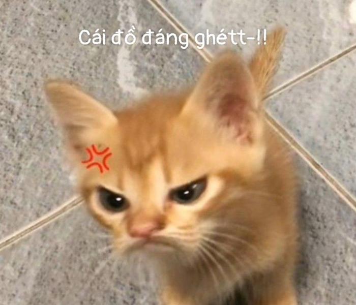 [Mèo Giận Dỗi] +66 Hình Ảnh Con Mèo Giận Dỗi, Tức Giận, Quạo, Cute