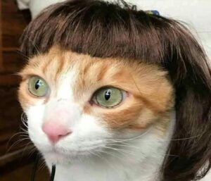 Ảnh mèo ngố cute hài hước