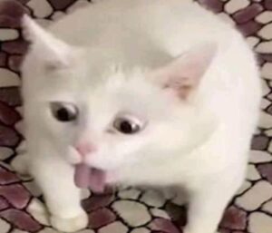 Ảnh mèo meme hài hước