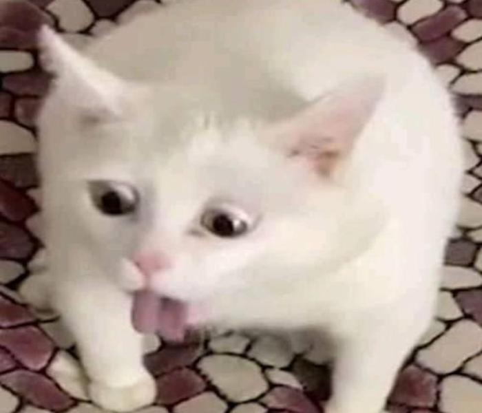 Ảnh mèo meme hài hước