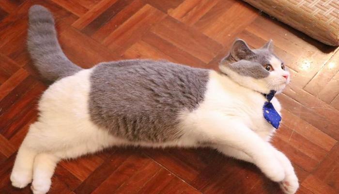 Ảnh mèo ngủ cute