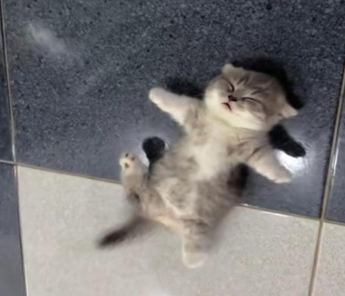 Ảnh mèo ngủ cute