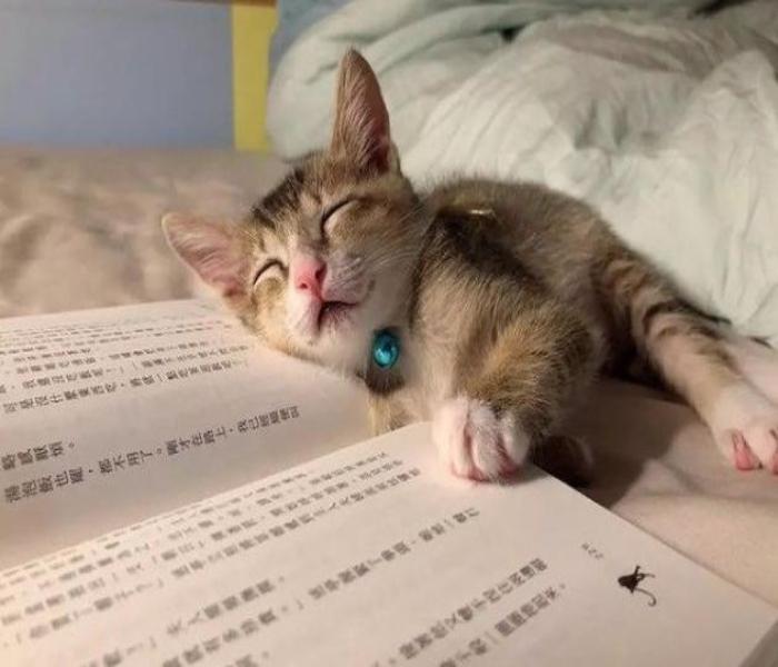 Ảnh mèo ngủ cute