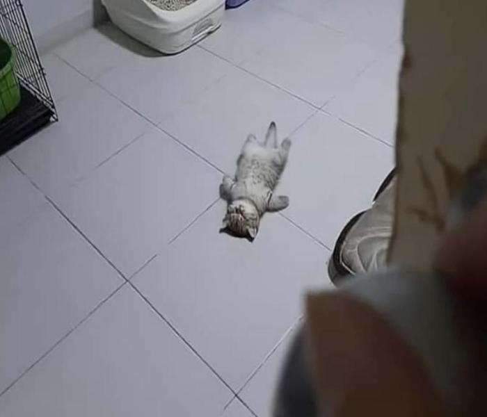 Ảnh mèo ngủ cute
