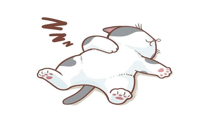 Ảnh mèo ngủ cute